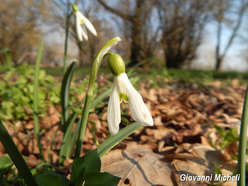 Galanthus nivalis  / Bucaneve